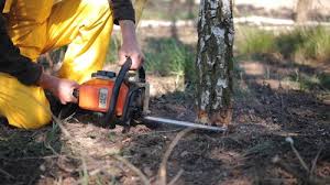 How Our Tree Care Process Works  in  Englewood Cliffs, NJ