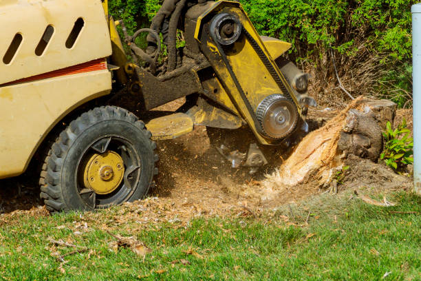 Best Commercial Tree Services  in Englewood Cliffs, NJ