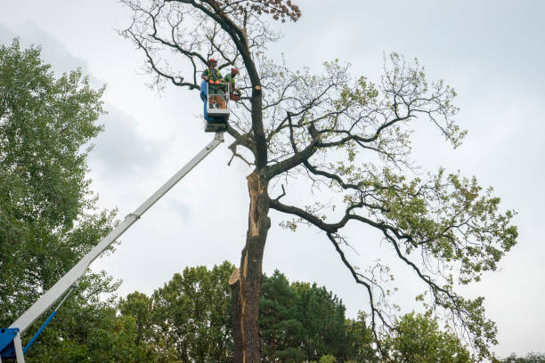 Mulching Services in Englewood Cliffs, NJ