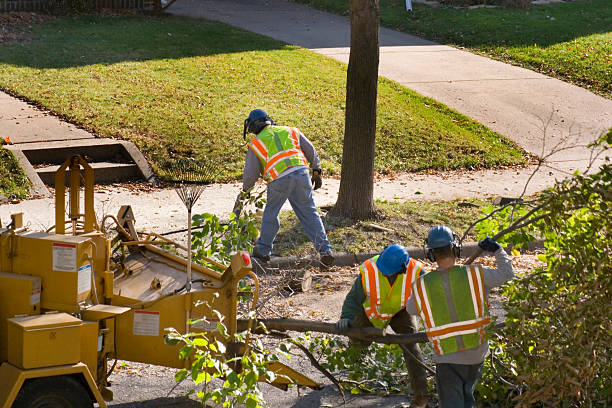 Best Tree Preservation Services  in Englewood Cliffs, NJ